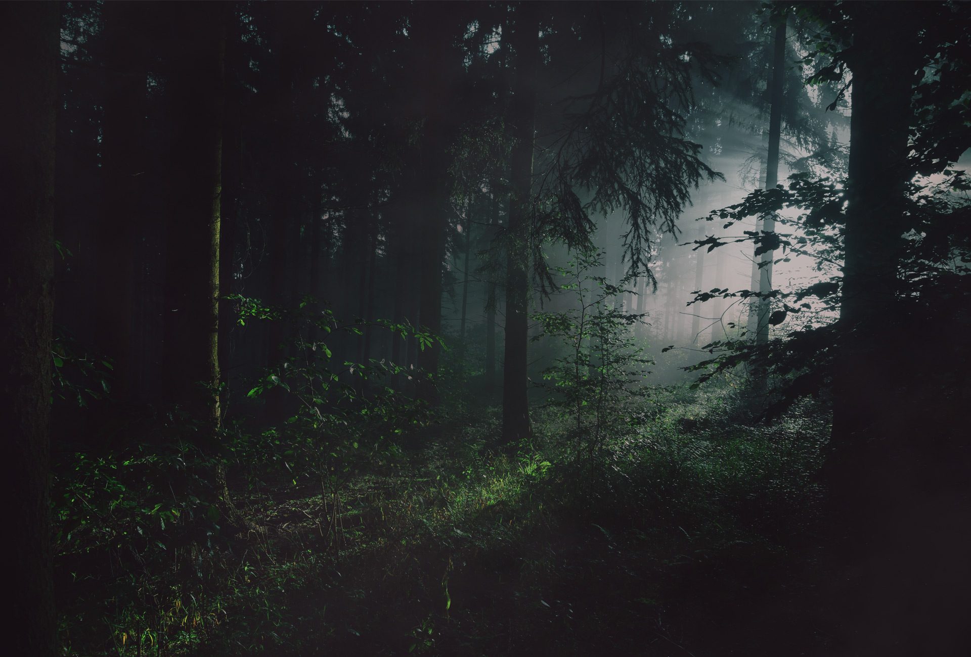 Zon Eichen Keyvisual – nebeliger Wald